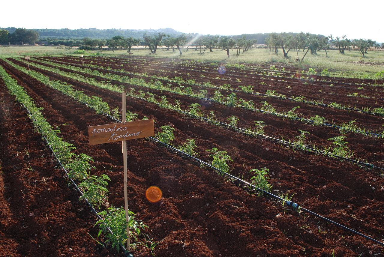 Masseria Galatea Agriturismo Alessano Bagian luar foto